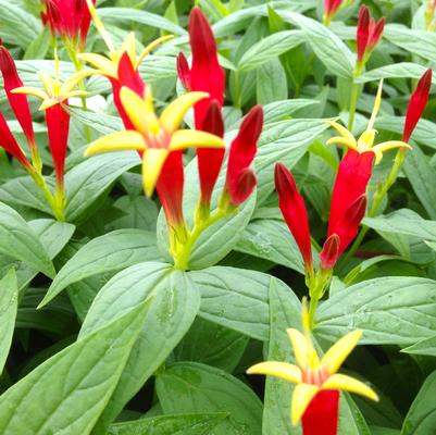 Spigelia marilandica 