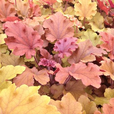 Heuchera x Marmalade
