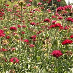 Knautia mac. 'Mars Midget' Knautia mac. 'Mars Midget'