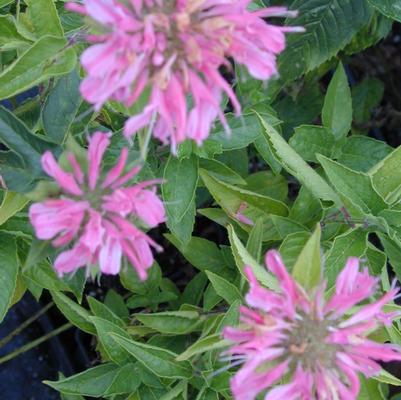 Monarda did. Marshall's Delight