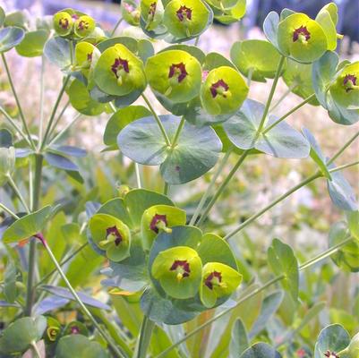 Euphorbia martinii 