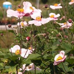 Anemone 'Max Vogel' Anemone 'Max Vogel'