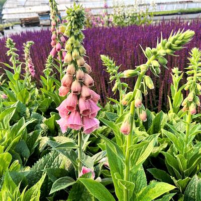 Digitalis mertonensis 