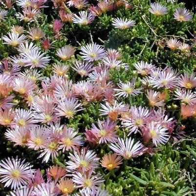 Delosperma x 'Mesa Verde' Delosperma x 'Mesa Verde'