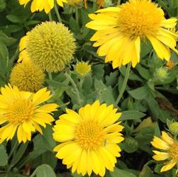 Gaillardia 'Mesa Yellow' Gaillardia 'Mesa Yellow'