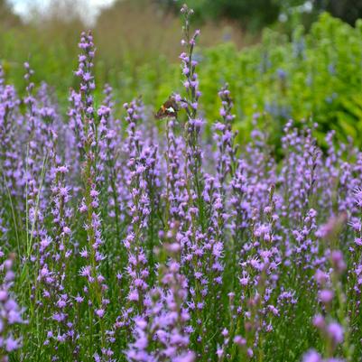 Liatris microcephala 