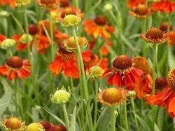 Helenium 'Moerheim Beauty' Helenium 'Moerheim Beauty'