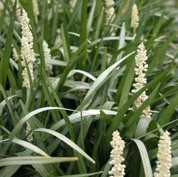 Liriope 'Monroe White' Liriope 'Monroe White'