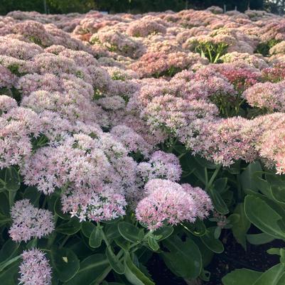 Sedum spe. Autumn Joy