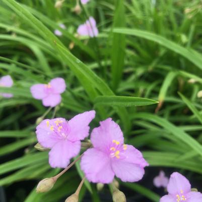 Callisia 'Morning Grace' Callisia 'Morning Grace'