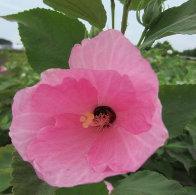 Hibiscus moscheutos 