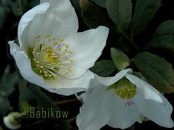 Helleborus niger Helleborus niger