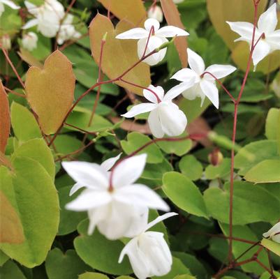 Epimedium you. Niveum