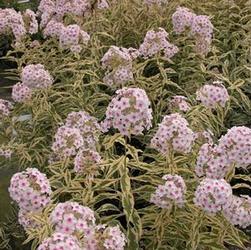 Phlox pan. 'Nora Leigh' Phlox pan. 'Nora Leigh'