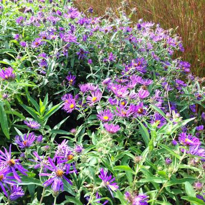 Aster novi-belgii 