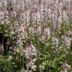 Tiarella 'Oakleaf' Tiarella 'Oakleaf'