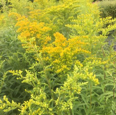 Solidago odora 