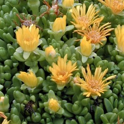 Delosperma nub. 'Basutoland' Delosperma nub. 'Basutoland'