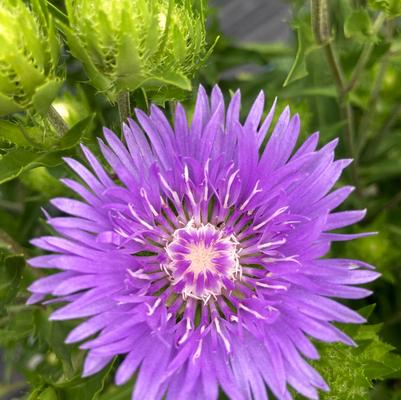 Stokesia lae. Peachie's Pick