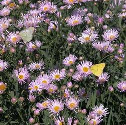 Boltonia ast. 'Pink Beauty' Boltonia ast. 'Pink Beauty'