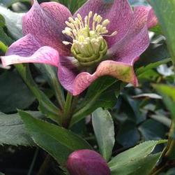 Helleborus hyb. 'Pink Lady' Helleborus hyb. 'Pink Lady'