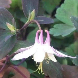 Aquilegia can. 'Pink Lanterns' Aquilegia can. 'Pink Lanterns'