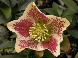 Helleborus hyb. 'Pink Spotted Lady' Helleborus hyb. 'Pink Spotted Lady'