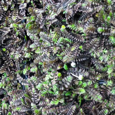 Leptinella squ. Platt's Black