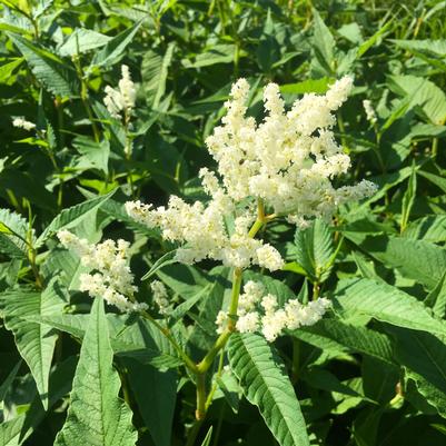 Persicaria polymorpha 