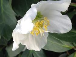 Helleborus niger 'Potter's Wheel' Helleborus niger 'Potter's Wheel'