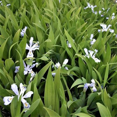 Iris 'Powder Blue Giant' Iris 'Powder Blue Giant'