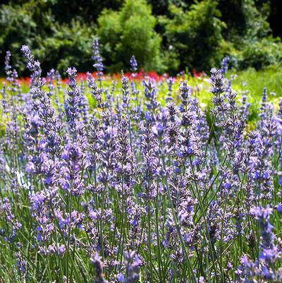Lavandula int. Provence (Lavender)
