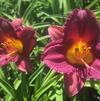 Hemerocallis 'Purple de Oro' Hemerocallis 'Purple de Oro'