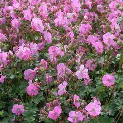 Geranium can. 'Berggarten' Geranium can. 'Berggarten'