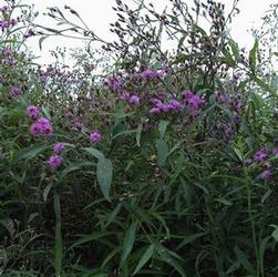 Vernonia nov. 'Purple Haze' Vernonia nov. 'Purple Haze'