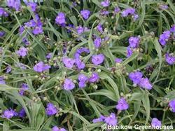 Tradescantia 'Purple Profusion' Tradescantia 'Purple Profusion'