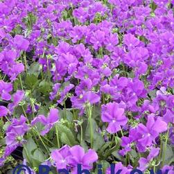 Viola 'Purple Showers' Viola 'Purple Showers'