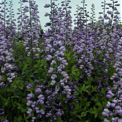 Baptisia Purple Smoke