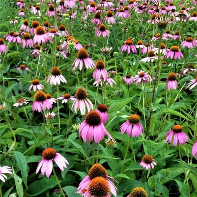 Echinacea purpurea 