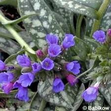 Pulmonaria Bertram Anderson