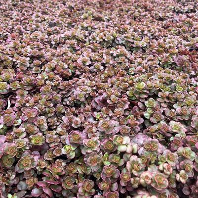 Sedum spu. Red Carpet