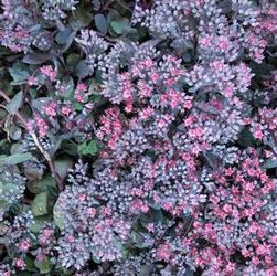 Sedum 'Bertram Anderson' Sedum 'Bertram Anderson'
