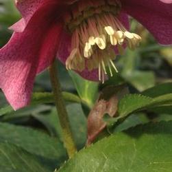 Helleborus hyb. 'Red Lady' Helleborus hyb. 'Red Lady'