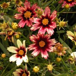 Coreopsis x 'Redshift' Coreopsis x 'Redshift'