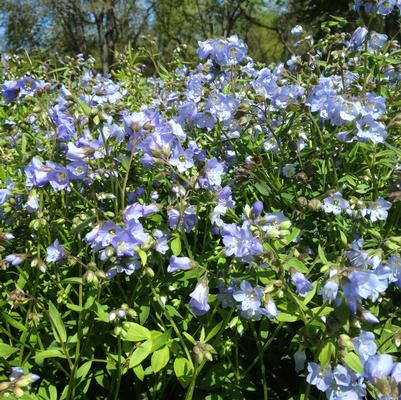 Polemonium reptans 