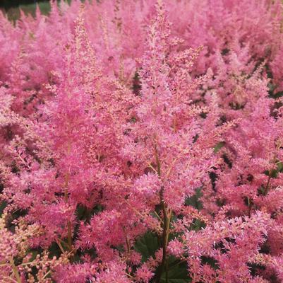 Astilbe jap. Rheinland