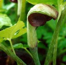 Arisaema ringens Arisaema ringens