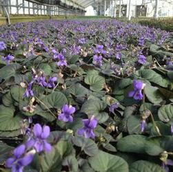 Viola riviniana Viola riviniana