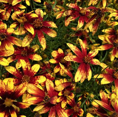 Coreopsis x 'Route 66' Coreopsis x 'Route 66'