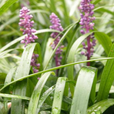 Liriope 'Royal Purple' Liriope 'Royal Purple'
